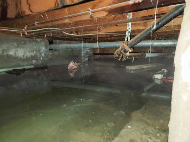 Best Professional water damage repair  in Pocono Woodland Lakes, PA